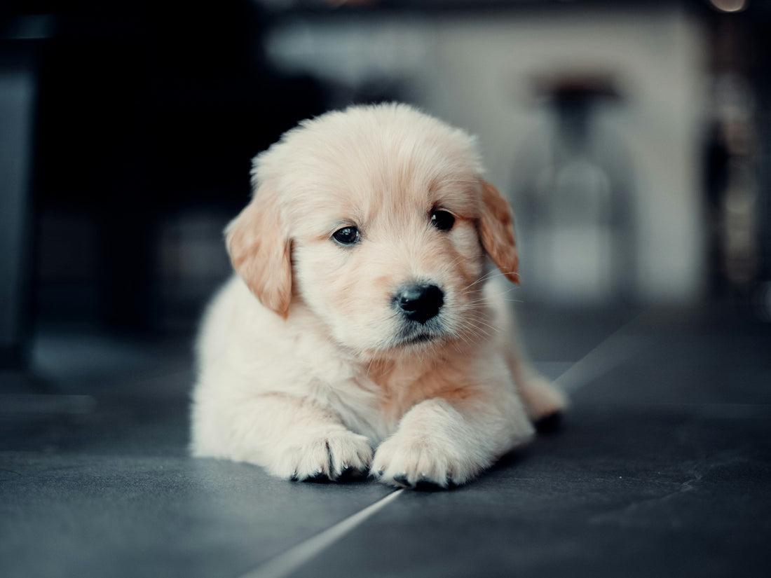 Complete Pet Care Guide for New Pet Parents