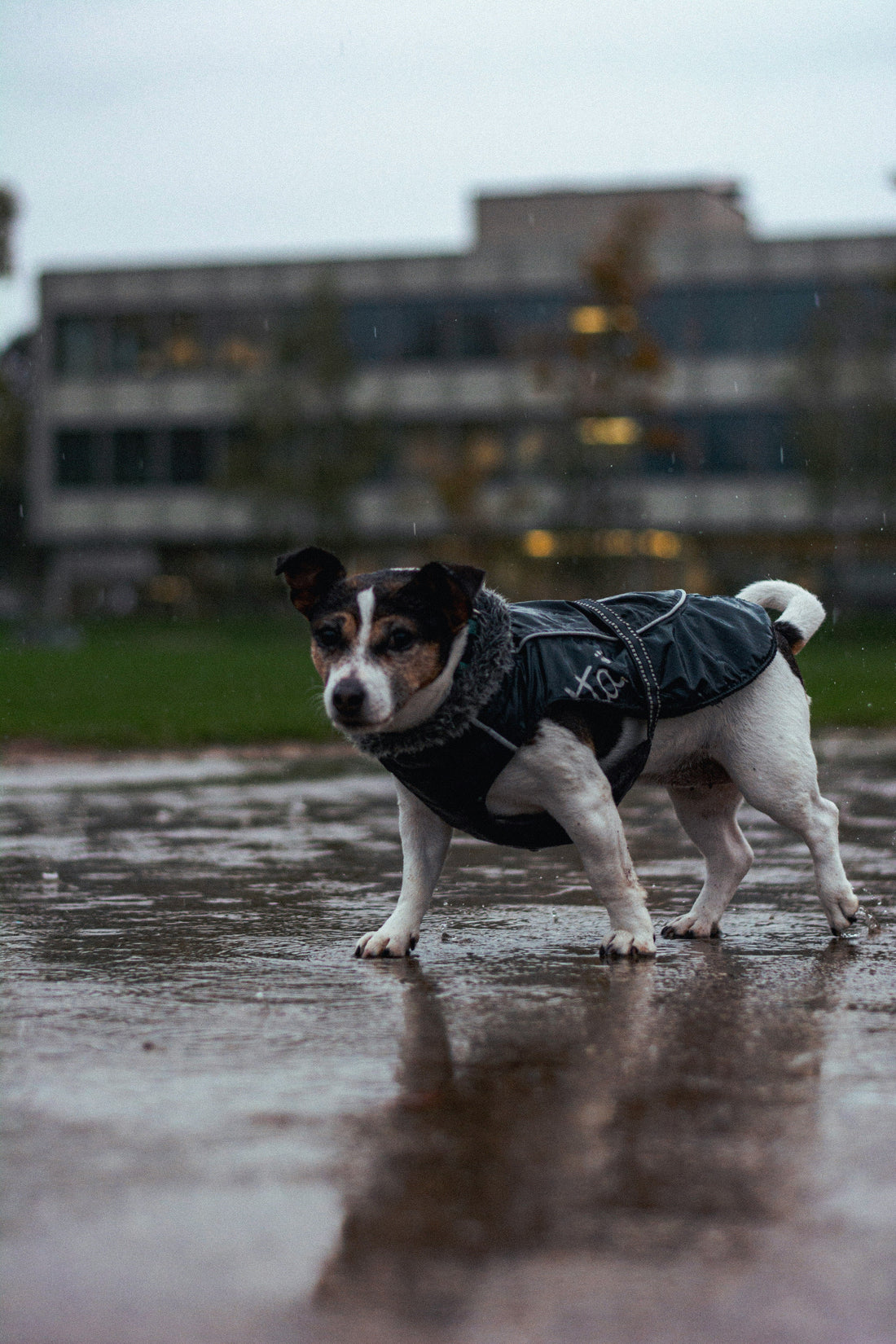 Essential Monsoon Pet Care Tips for Dogs and Cats in India