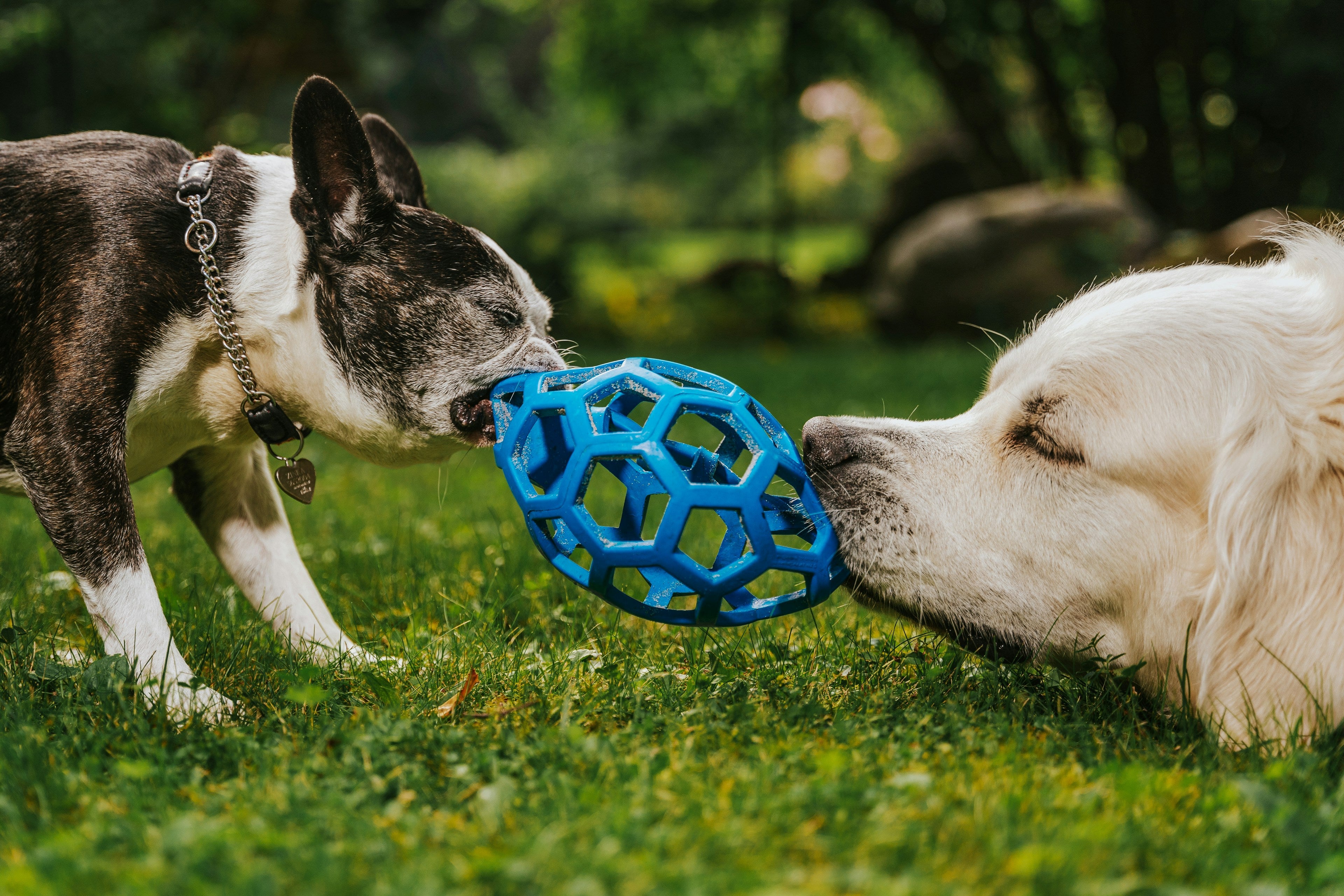 Best Interactive Pet Toys for Dogs and Cats | Petivo