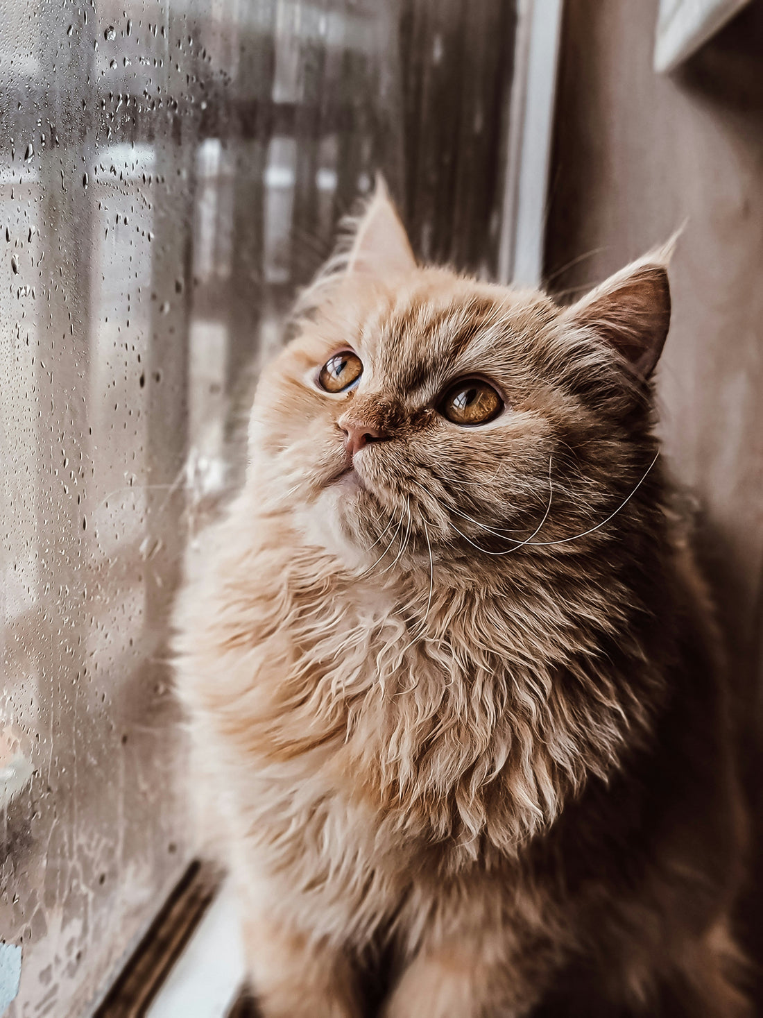 Monsoon Pet Care Guide for Dogs and Cats | Petivo
